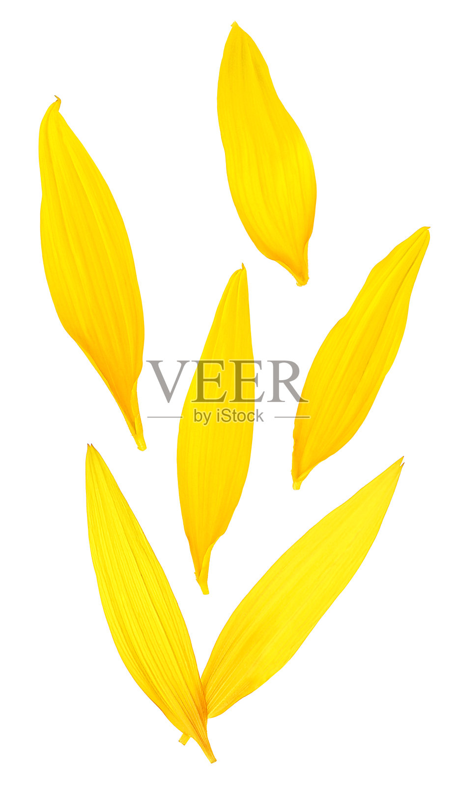 在白色背景上孤立的新鲜黄色向日葵花瓣的俯视图照片摄影图片