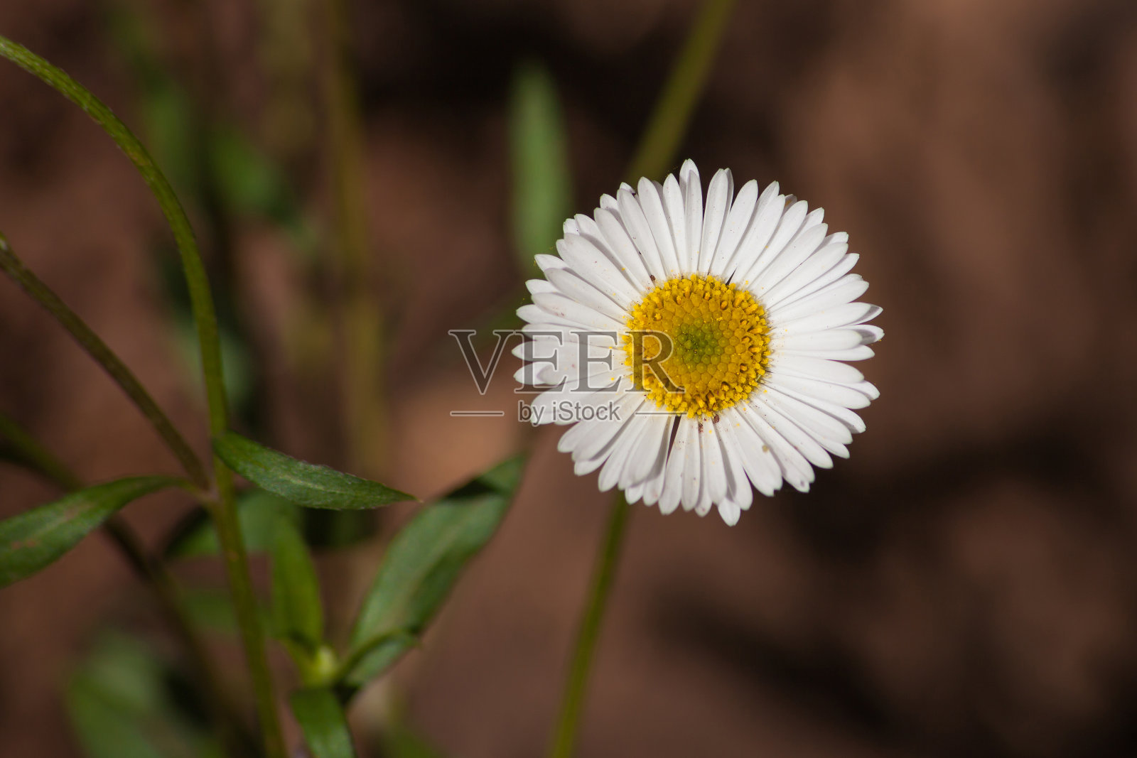 墨西哥雏菊(Erigeron karvinskianus) 13441照片摄影图片