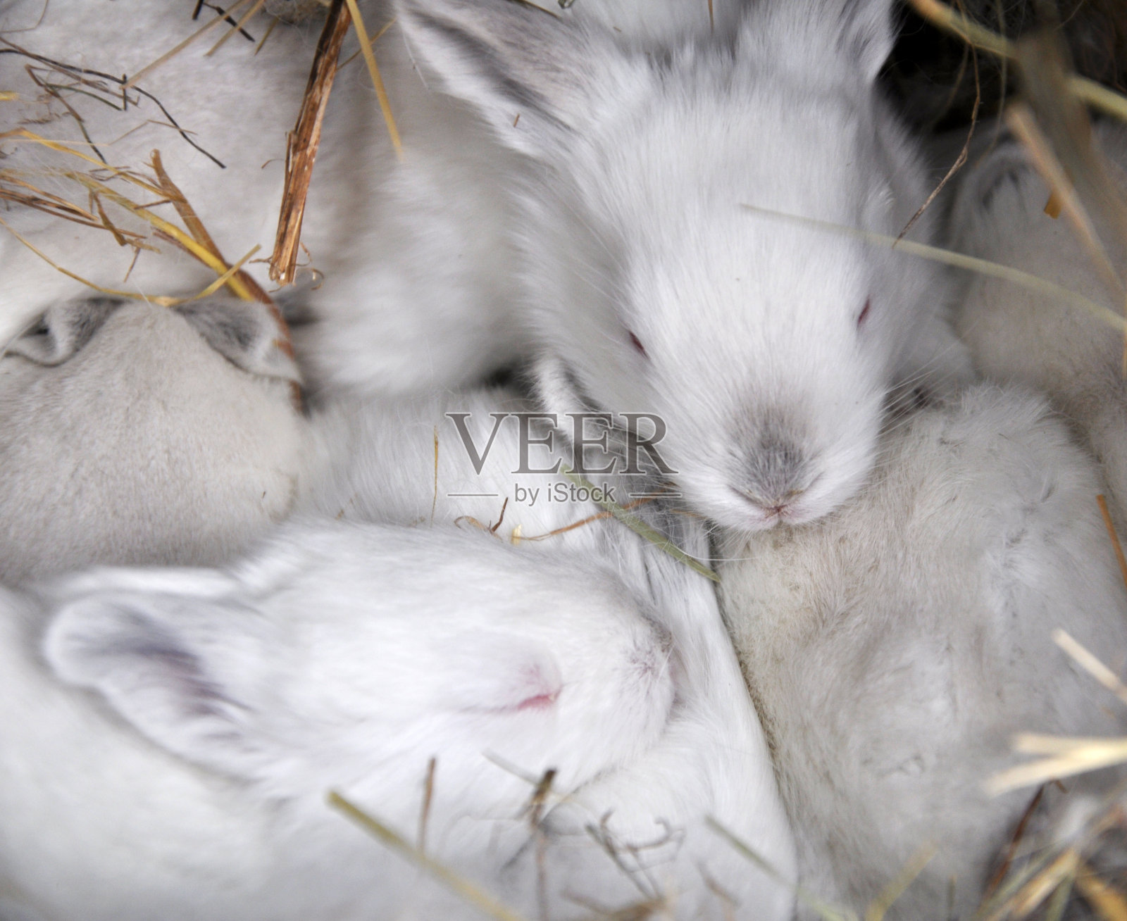 加州生育部门的一只为期十天的繁殖兔照片摄影图片