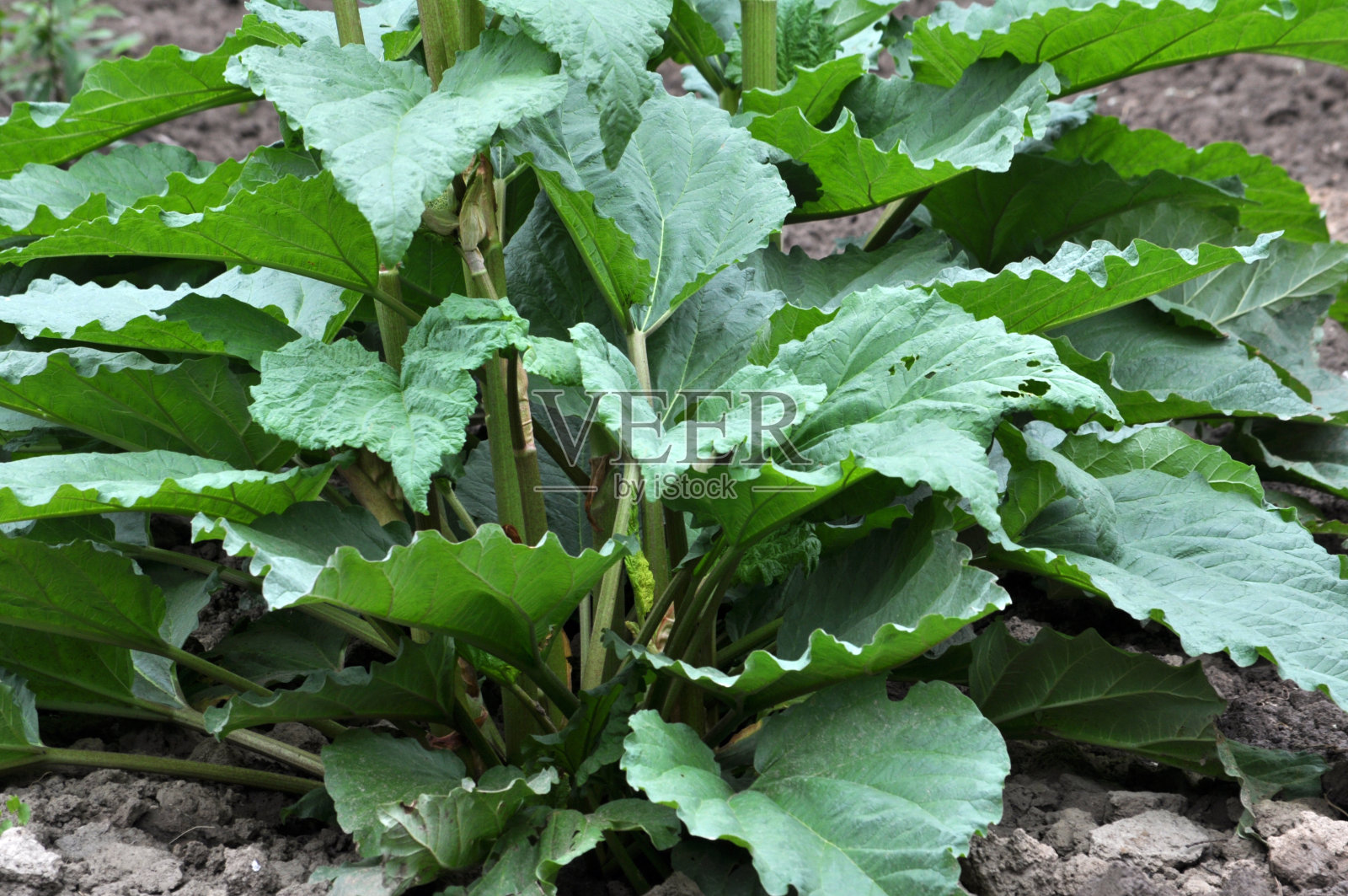 大黄生长在开阔的土地上照片摄影图片