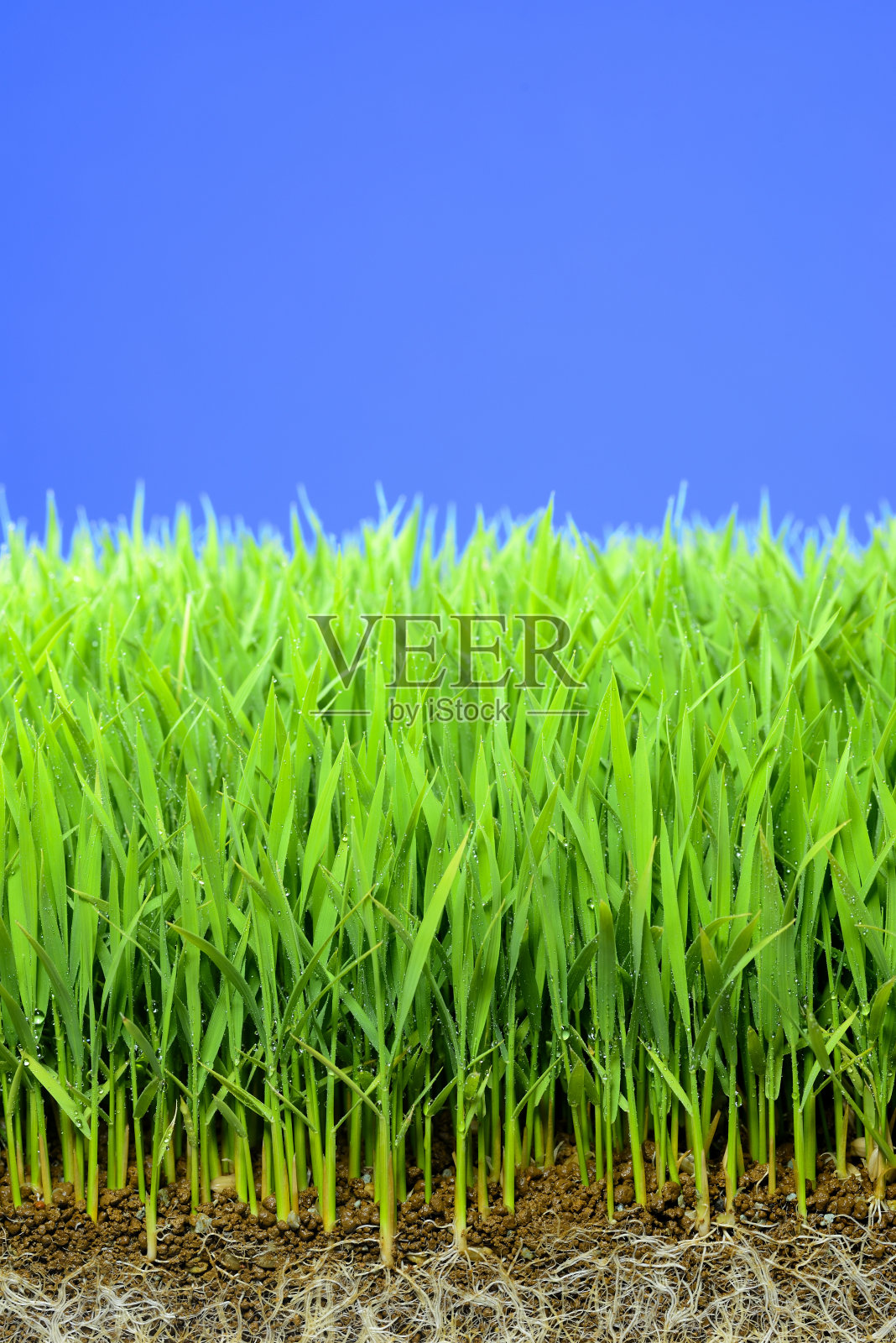 水稻幼苗照片摄影图片