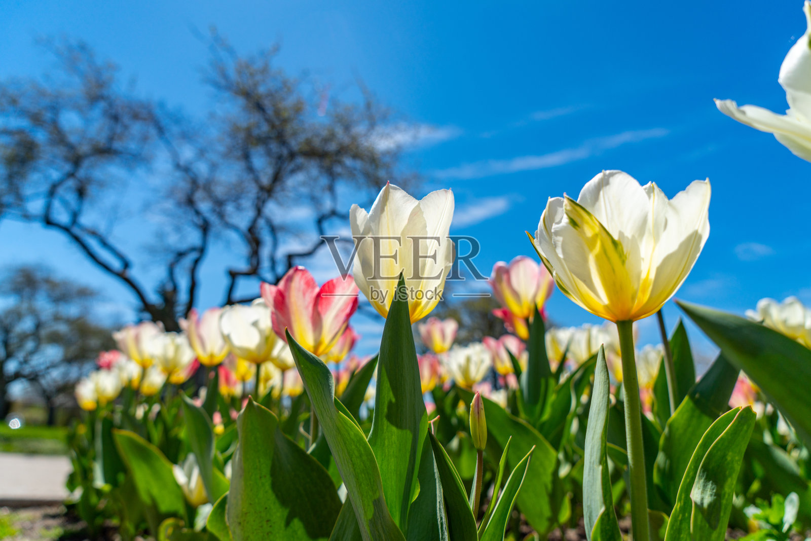 百年公园温室,伊托比克,加拿大。照片摄影图片