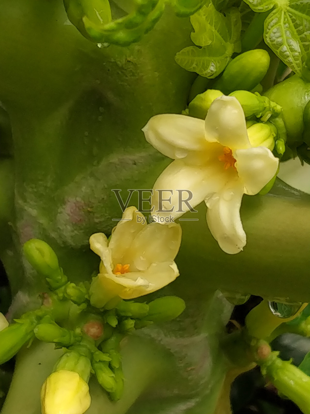 木瓜的花照片摄影图片