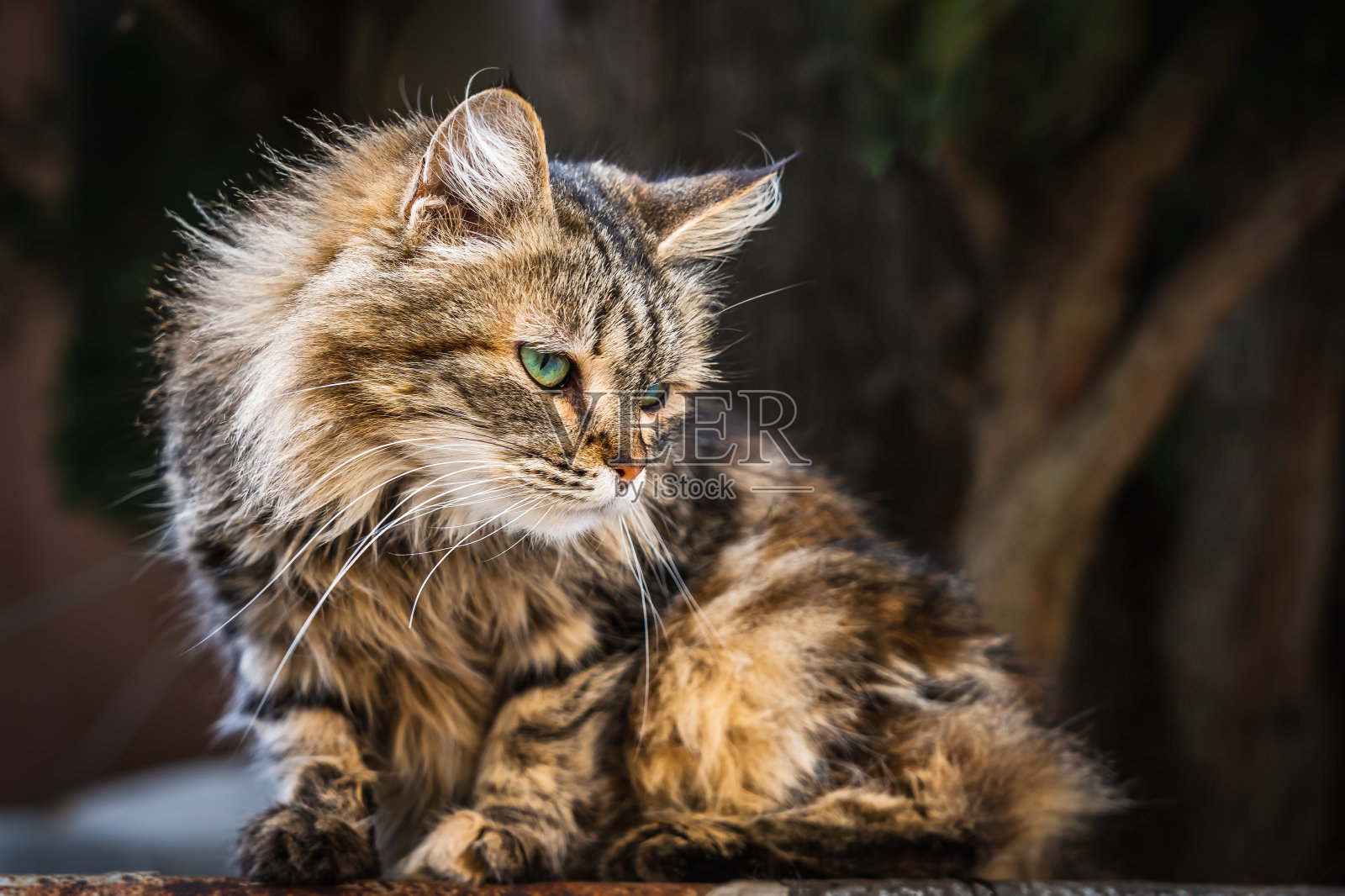 豪华的灰红色西伯利亚小猫与绿色的眼睛看向别处照片摄影图片