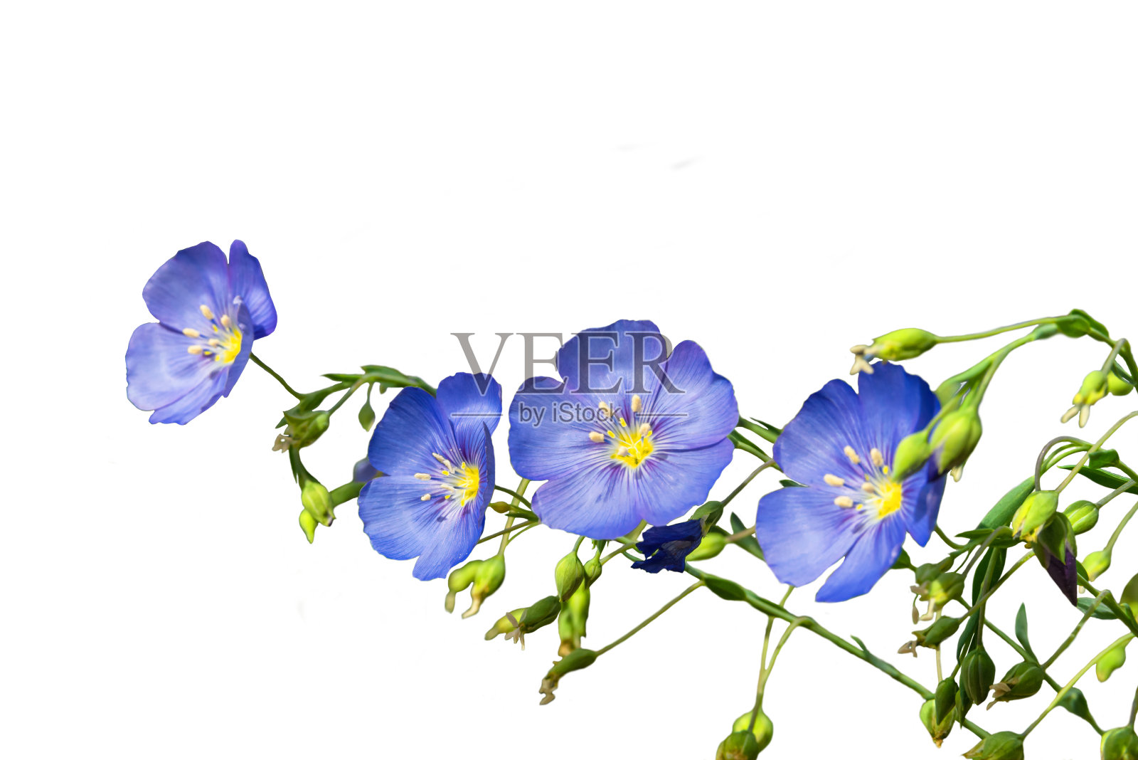 Commelina花在孤立的白色背景。有选择性的重点照片摄影图片