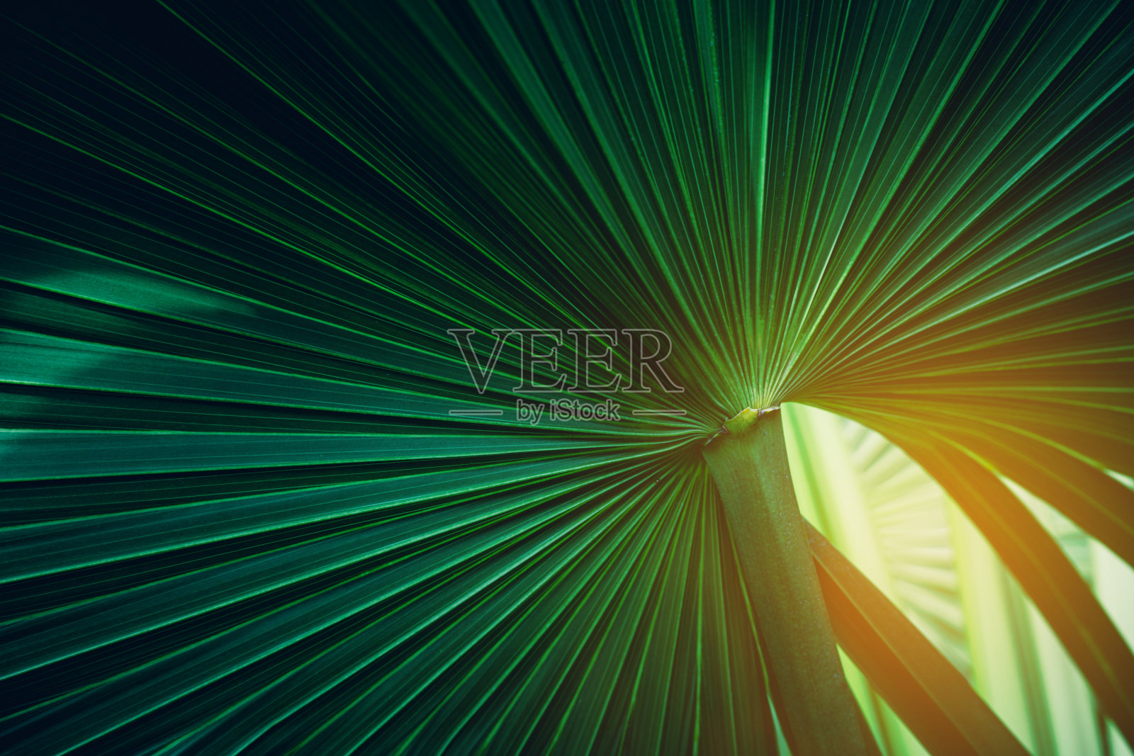 抽象绿叶纹理,自然背景。照片摄影图片