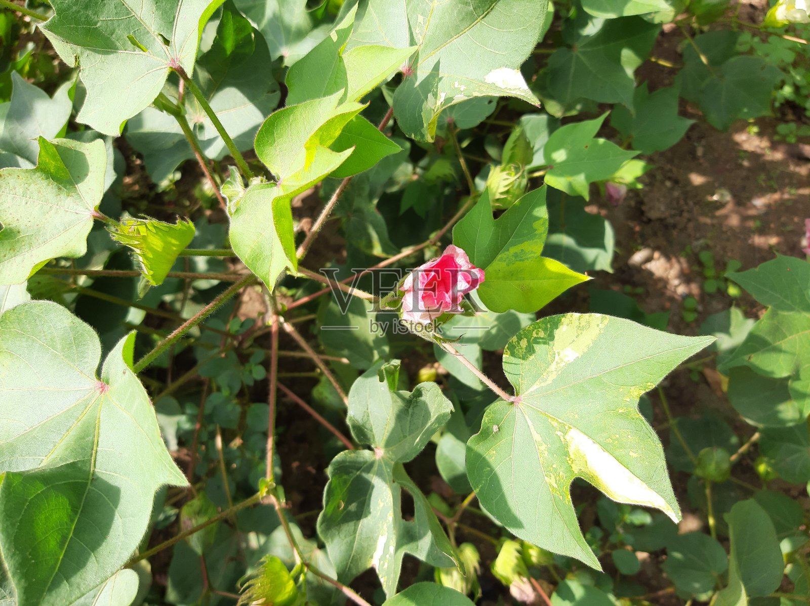 亚洲农业,棉花田,棉花植株,棉花花照片摄影图片