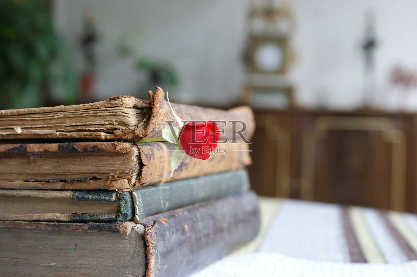 红玫瑰和古书。旧书里的小红玫瑰照片摄影图片