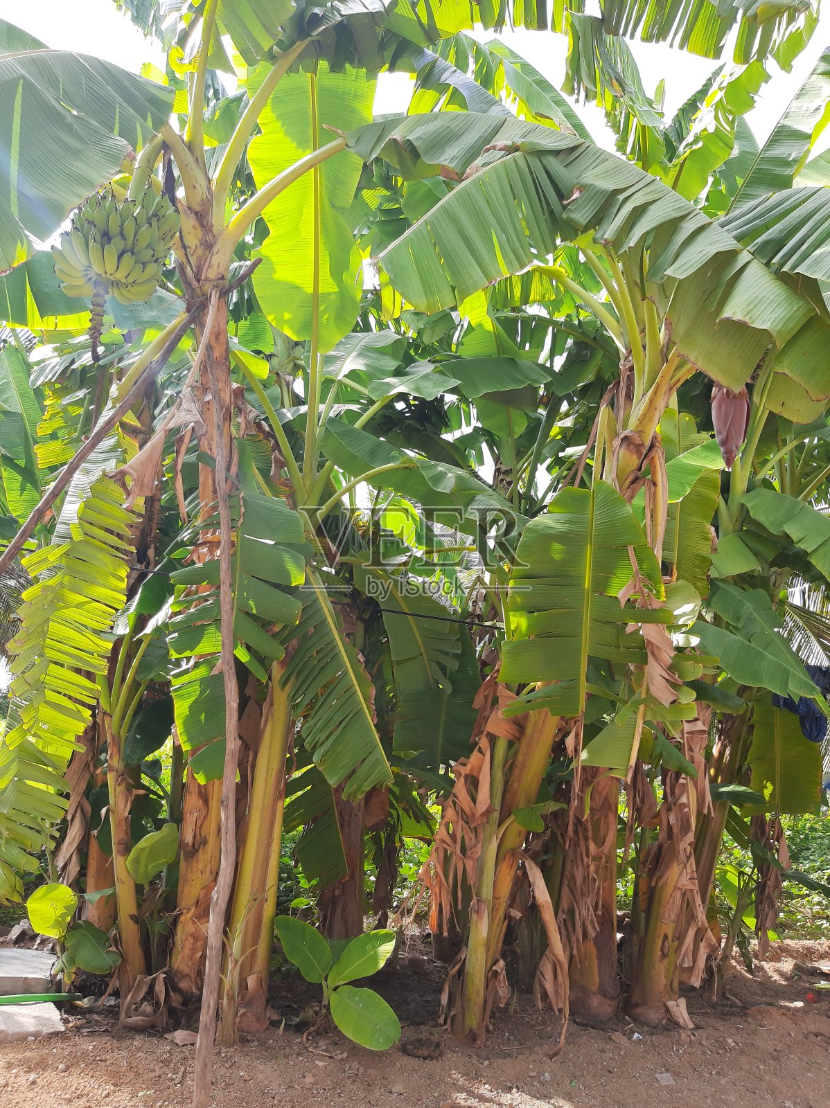 香蕉树、香蕉果和香蕉花照片摄影图片