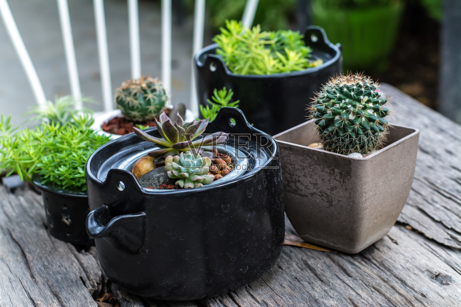 房子里有树和一个小花园照片摄影图片