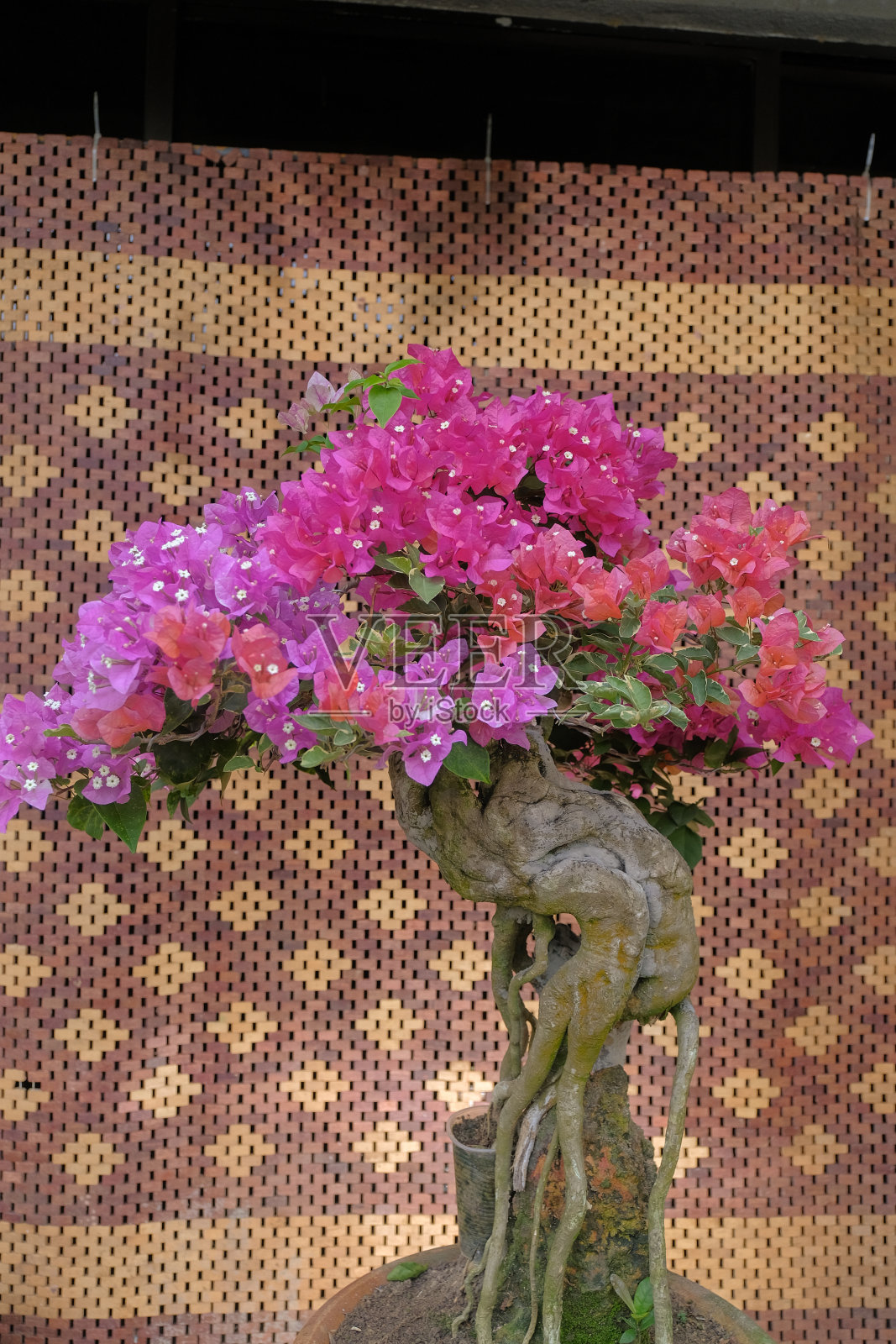 美丽的混合颜色九重葛花在红色,橙色和粉红色的品红与绿色的叶子照片摄影图片