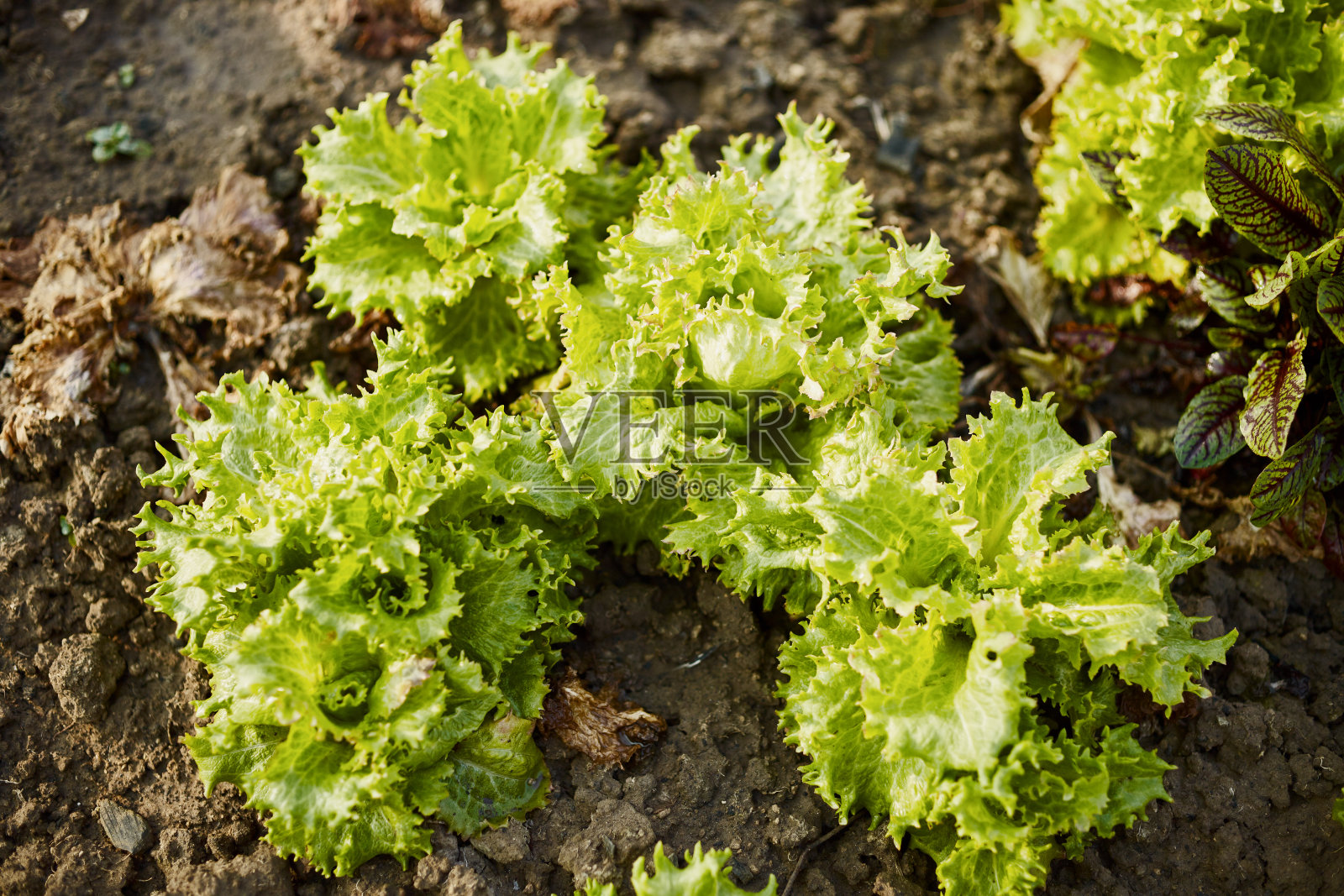 温室里莴苣叶的特写照片摄影图片