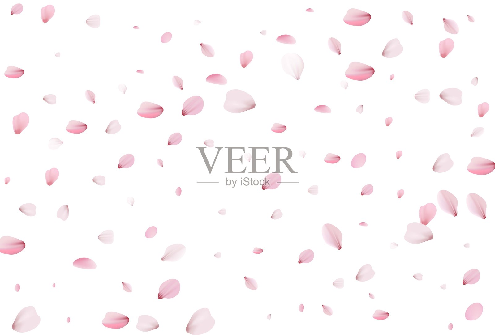 樱花的花瓣。樱桃花瓣背景插画图片素材