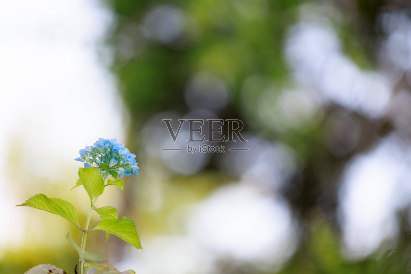 hydrangea(紫阳花)照片摄影图片