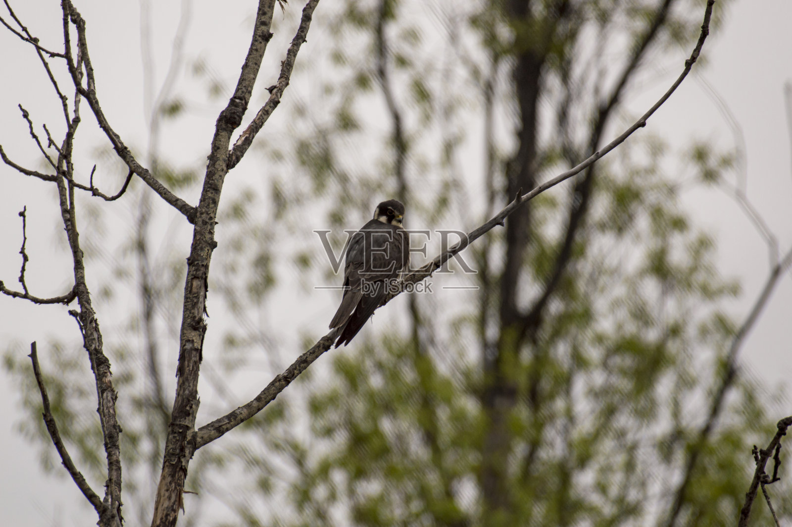 一只鹰坐在树枝上照片摄影图片