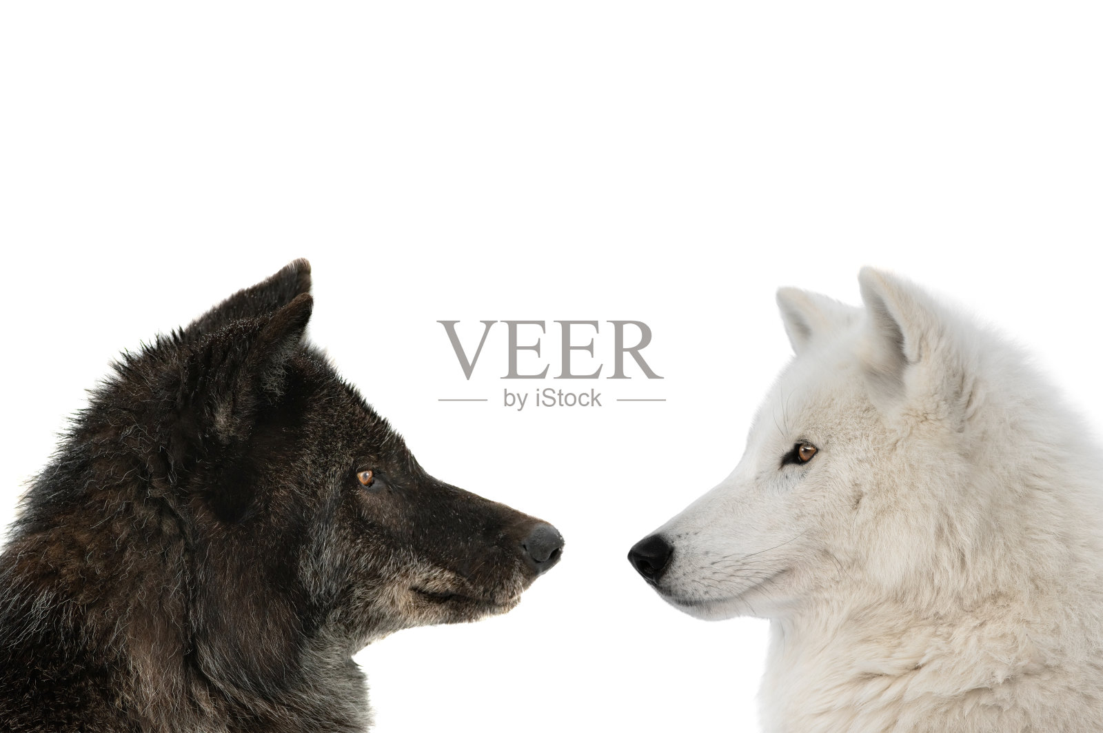 加拿大狼和极地狼孤立在白色背景照片摄影图片