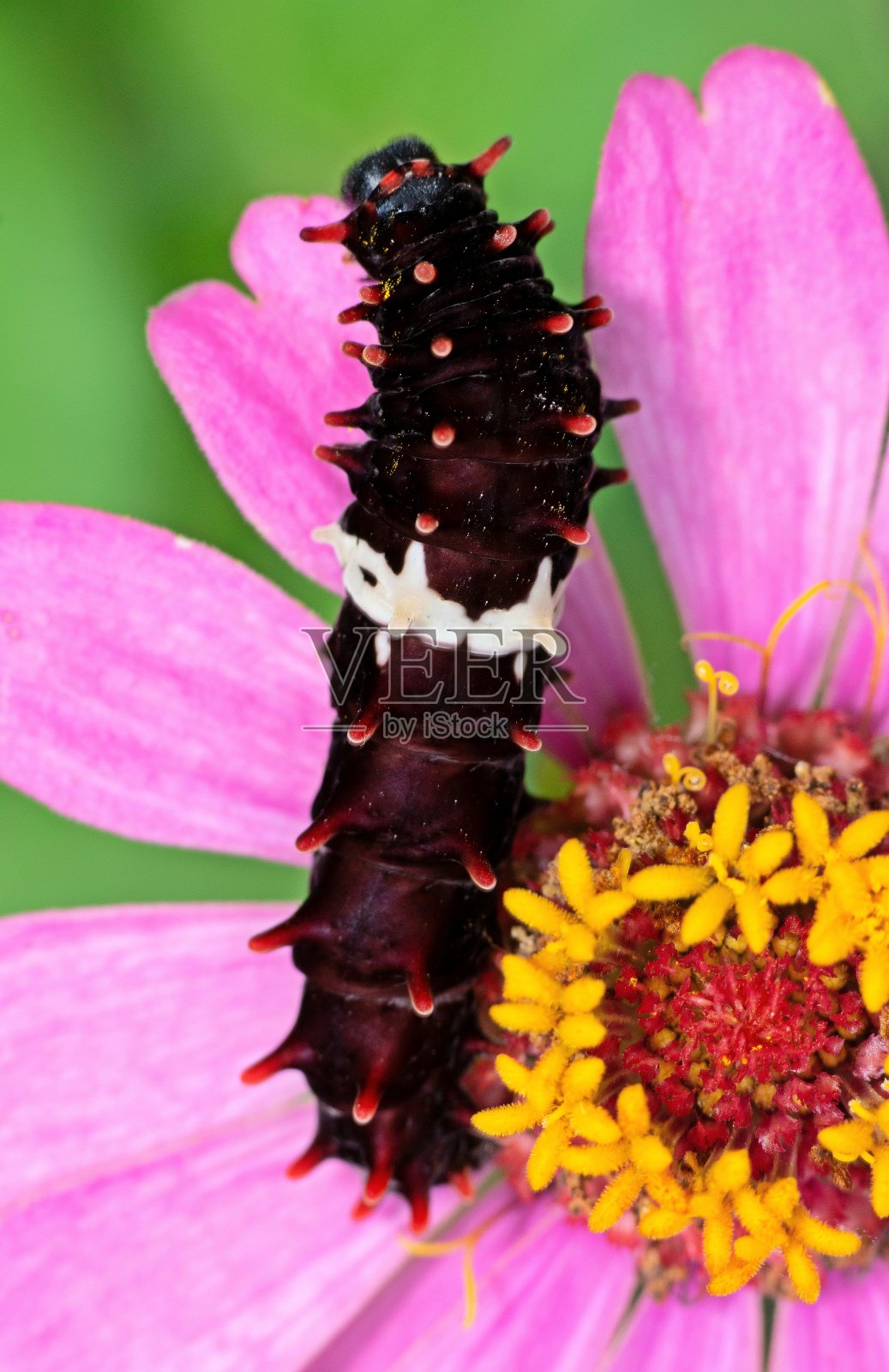 毛毛虫爬粉红色的花-动物的行为。照片摄影图片