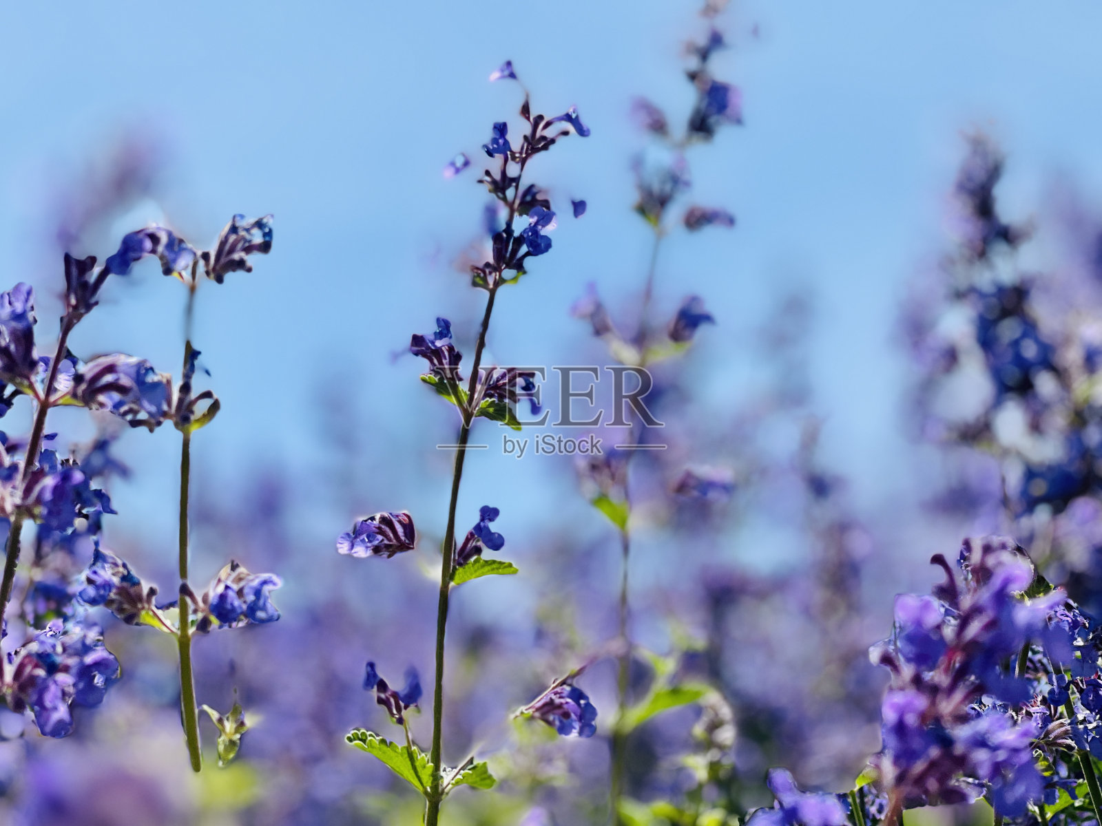 薰衣草花照片摄影图片