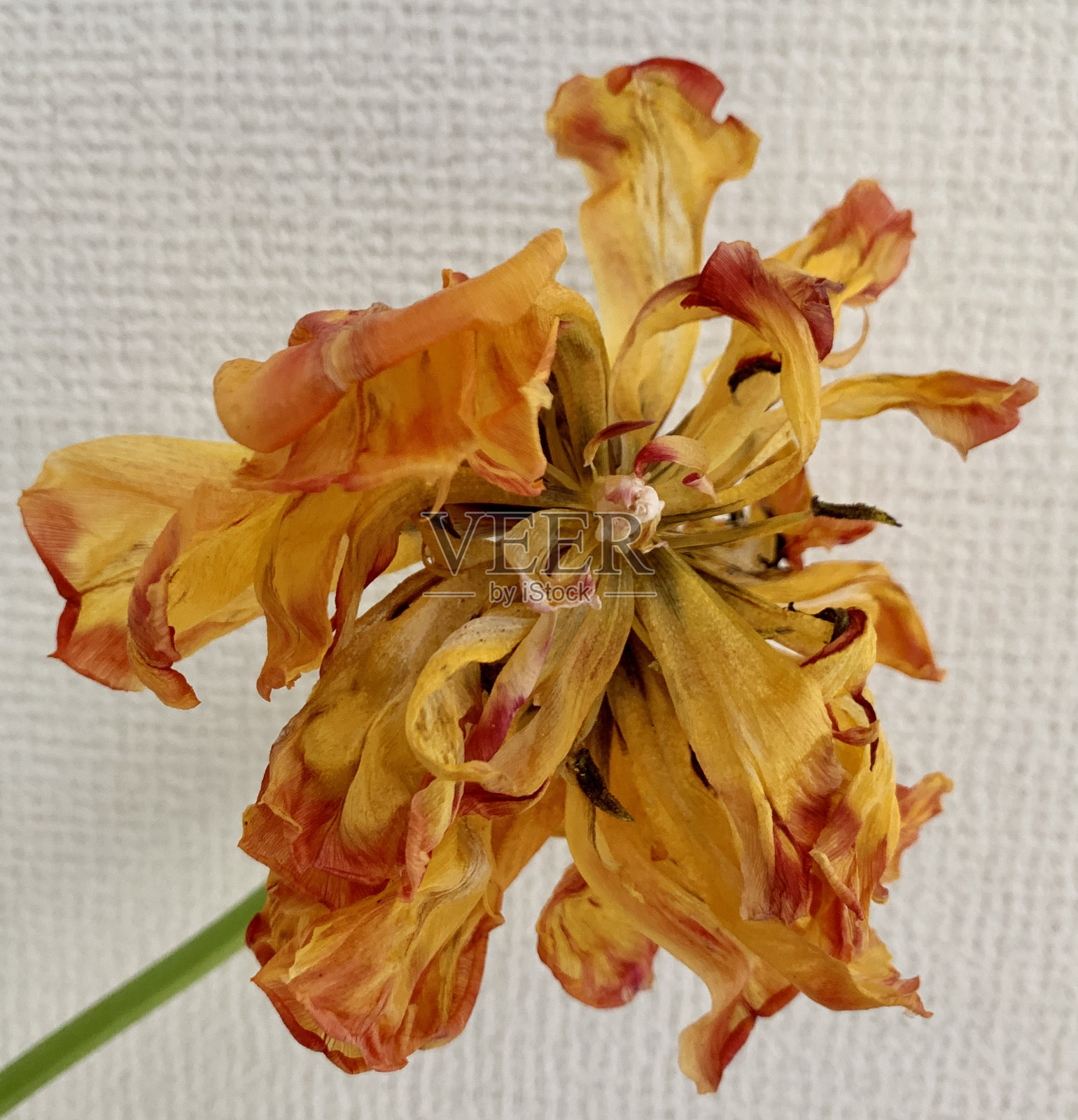 花照片摄影图片