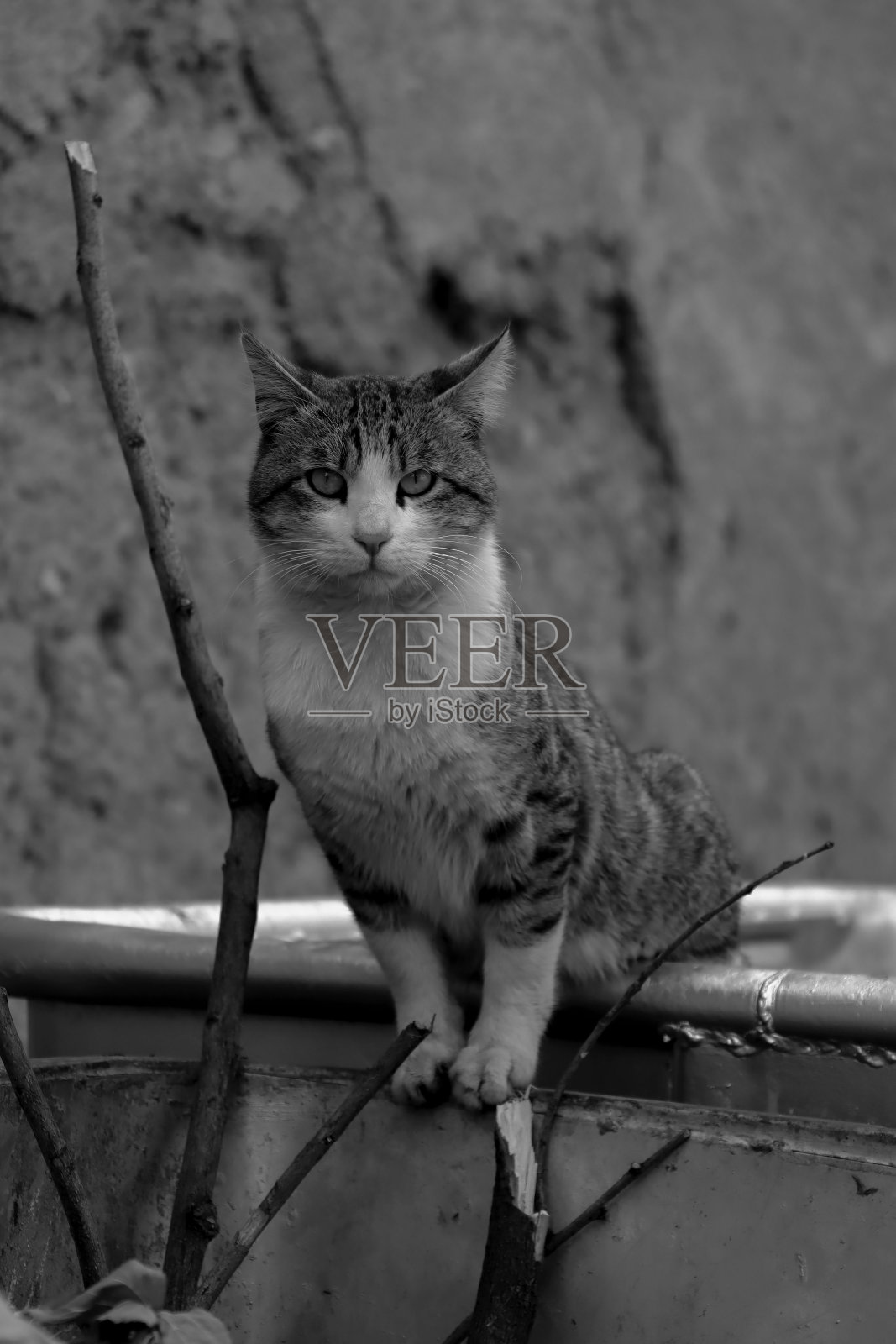 奇怪的猫照片摄影图片