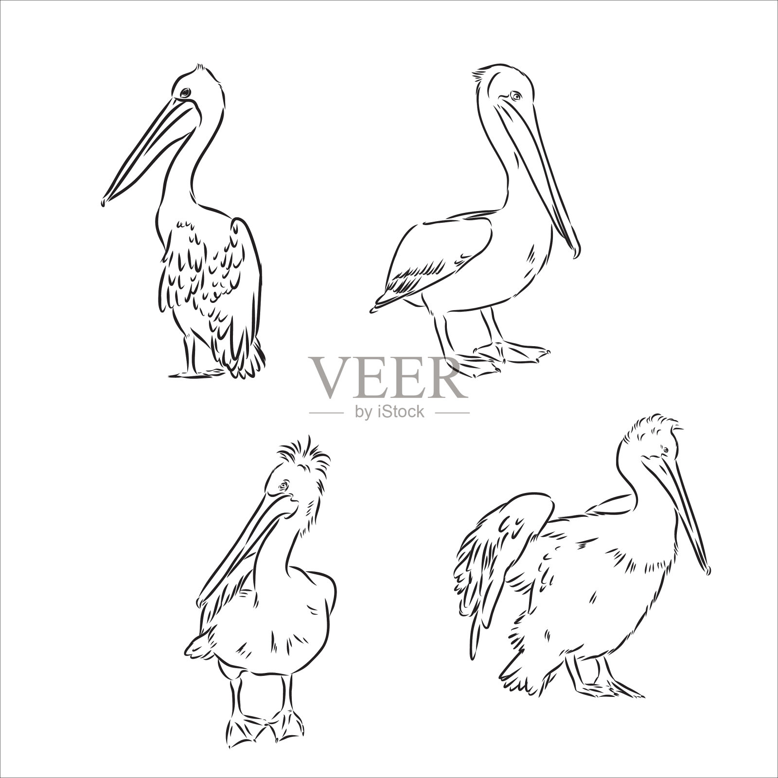 手绘鹈鹕肖像在线性插画图片素材