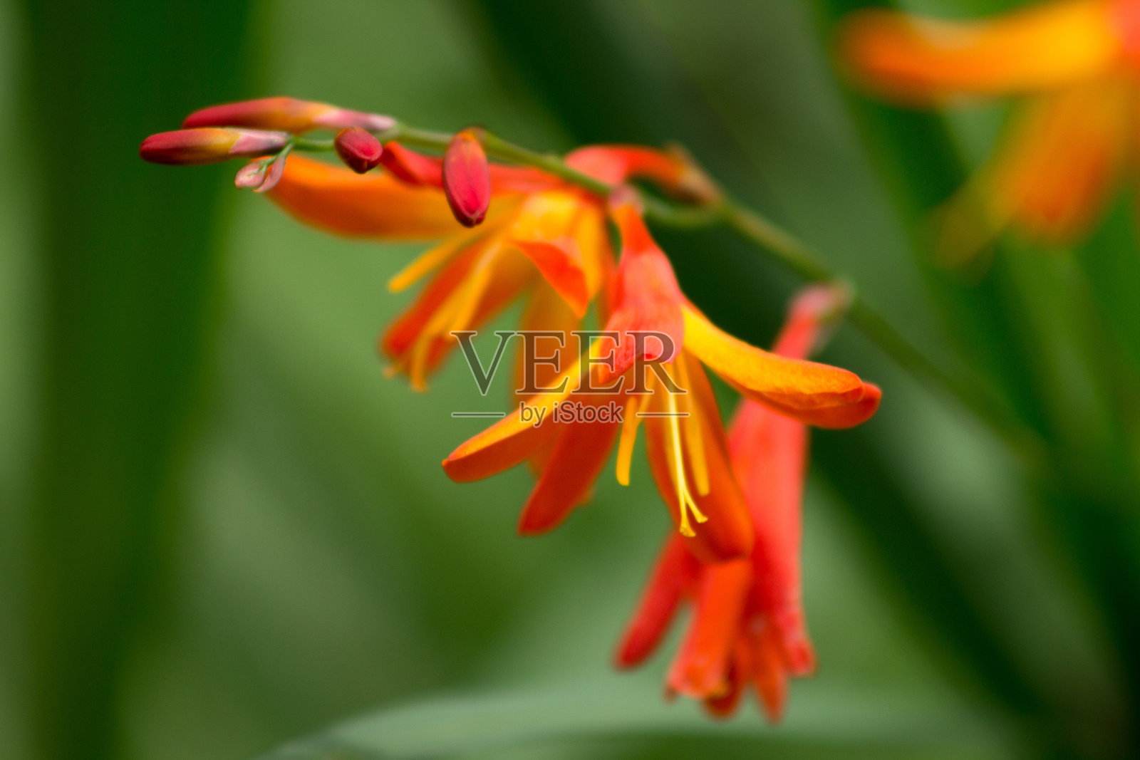 植物学照片摄影图片