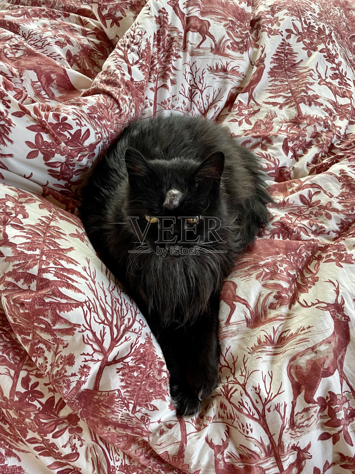 头上长肿瘤的猫照片摄影图片