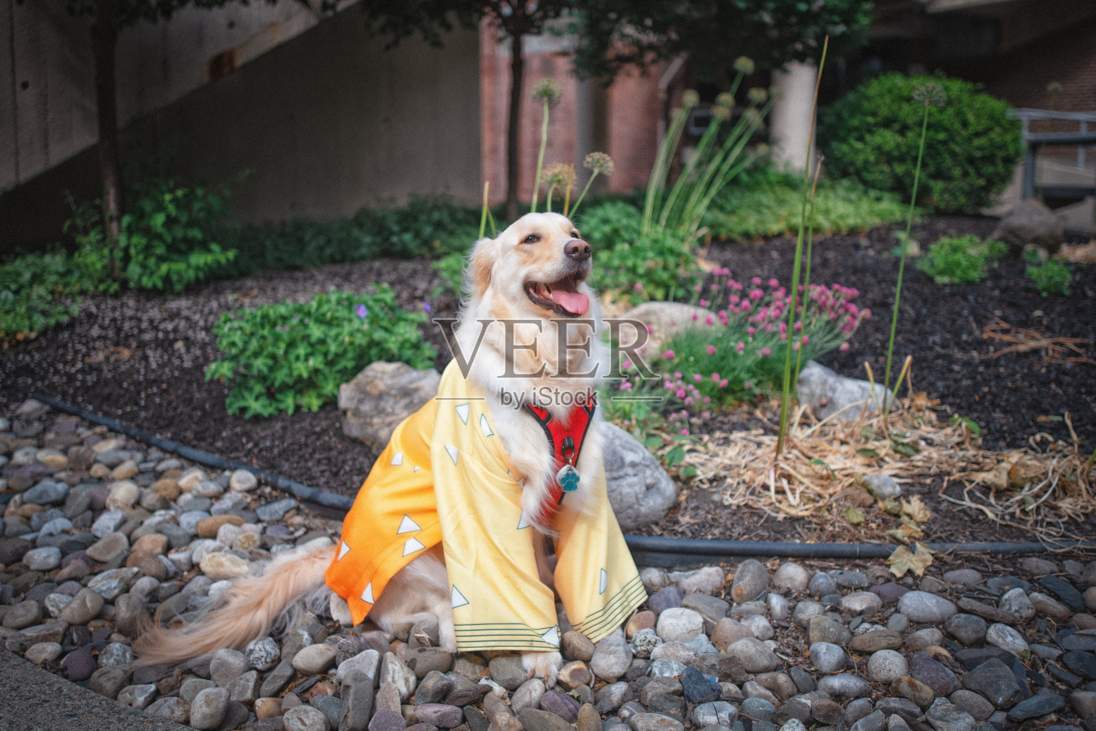 花园里的金毛猎犬照片摄影图片