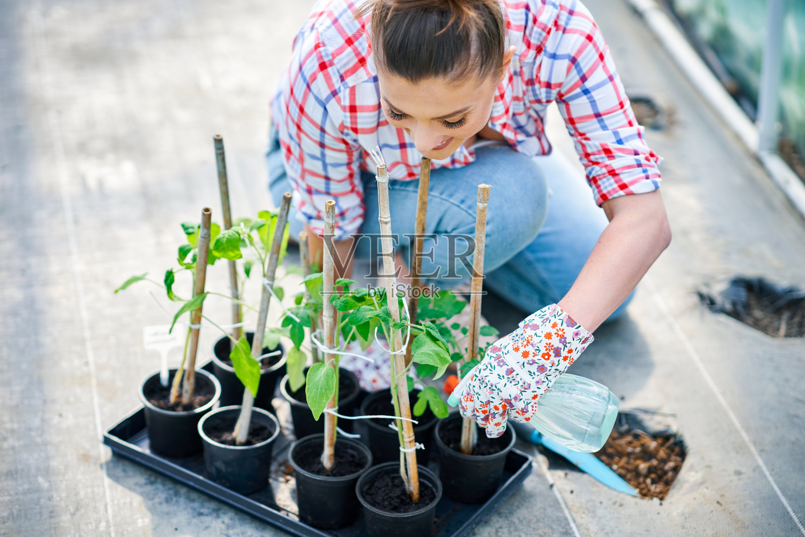 年轻的女园丁在温室里种植西红柿照片摄影图片