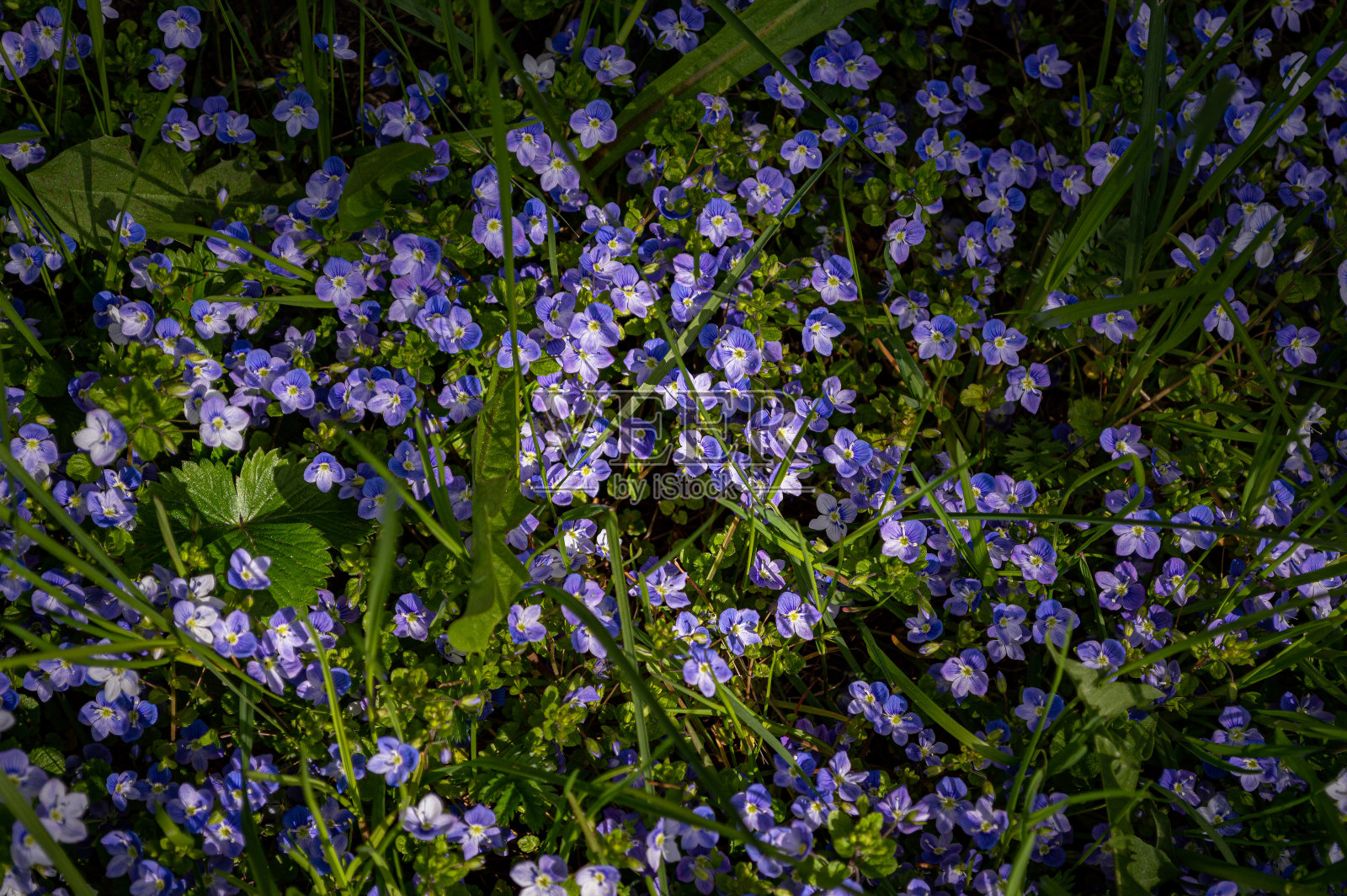 草地上开着许多蓝色的维罗妮卡丝状小花照片摄影图片