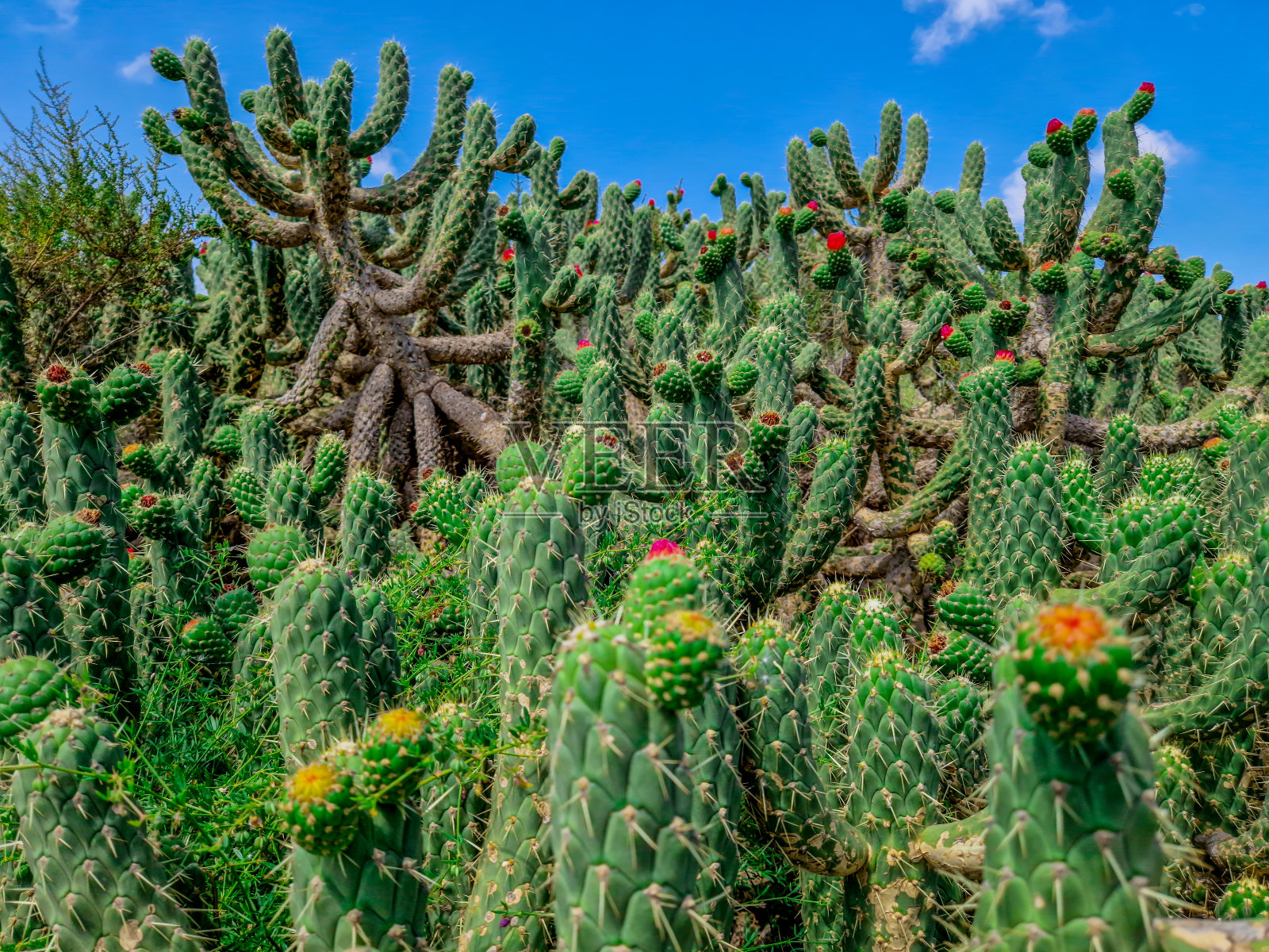 在阿利坎特有红色花的大柱状仙人掌照片摄影图片
