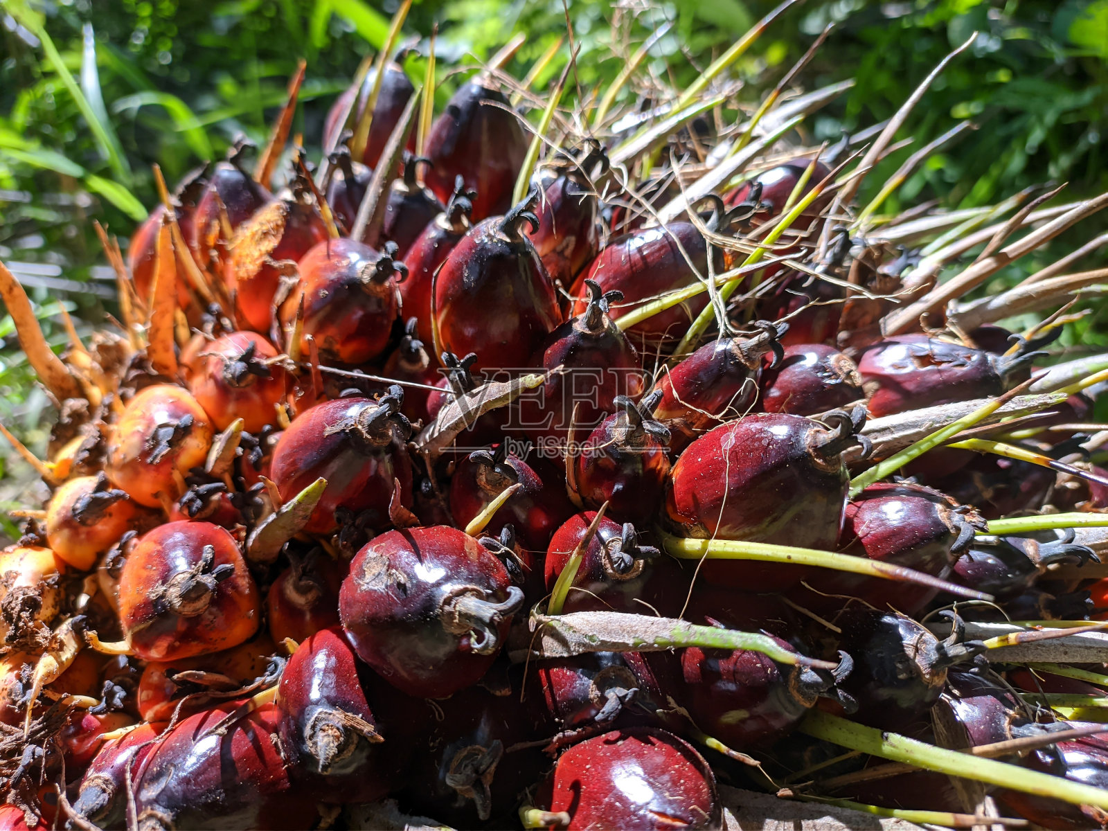新鲜的油棕榈果实在早晨收获照片摄影图片