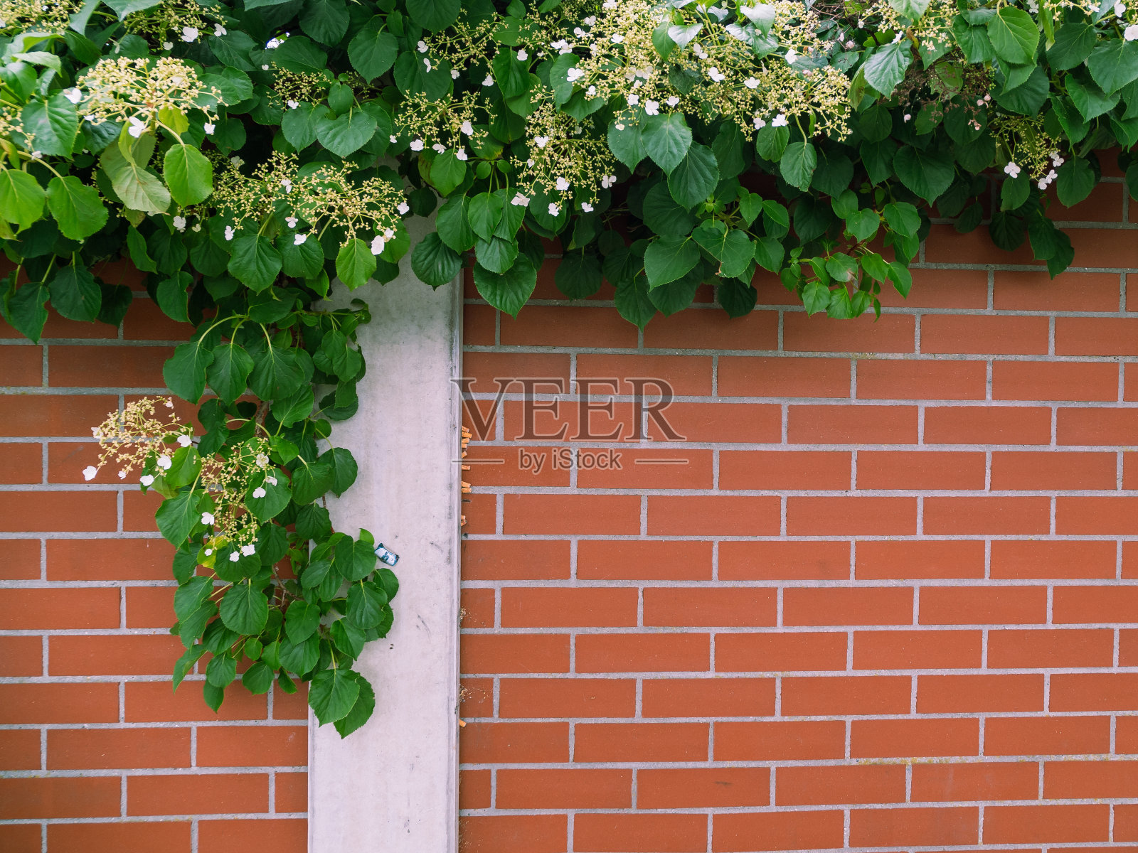 砖墙和攀缘植物。照片摄影图片