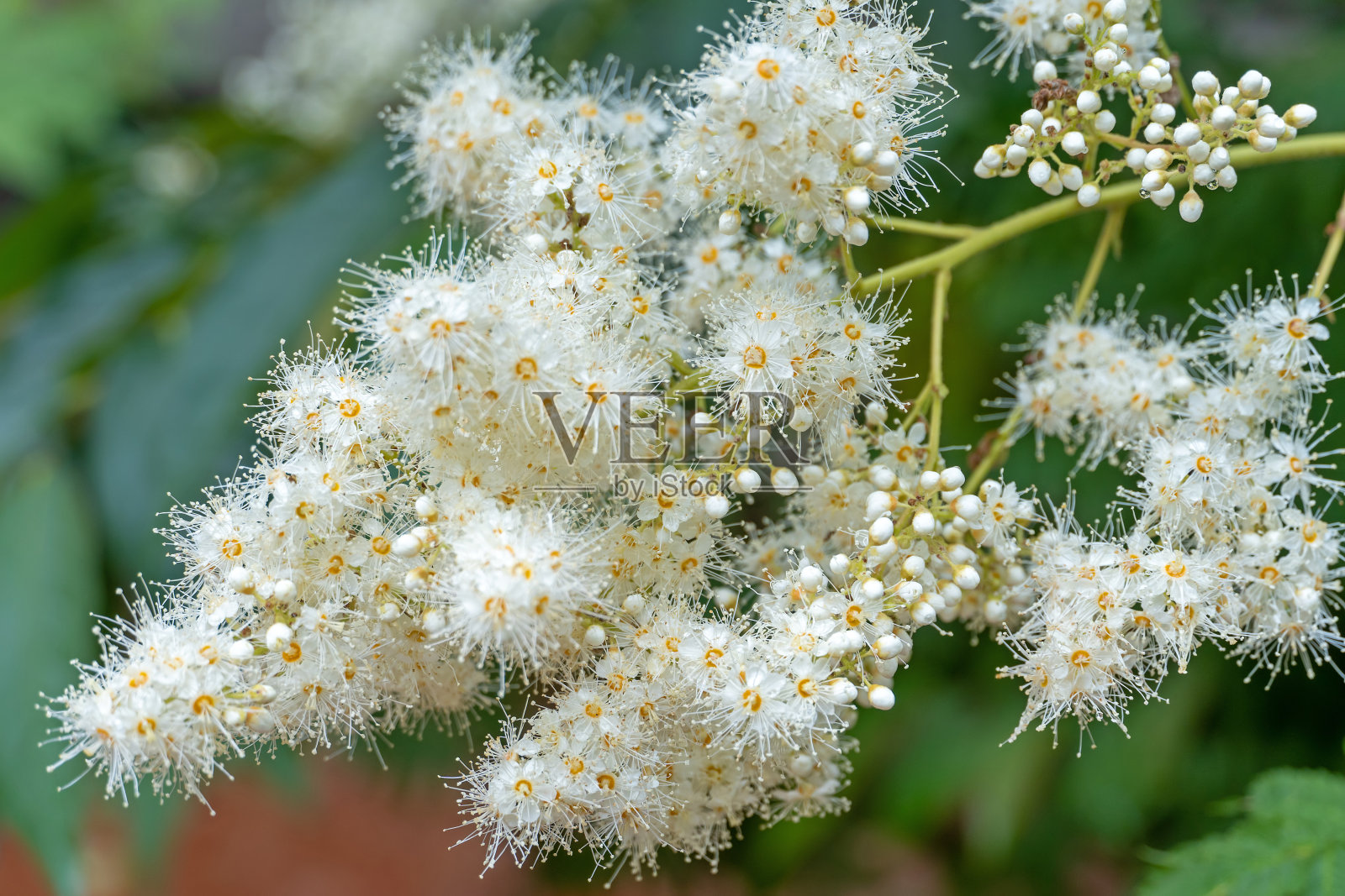 假Spiraea开花照片摄影图片