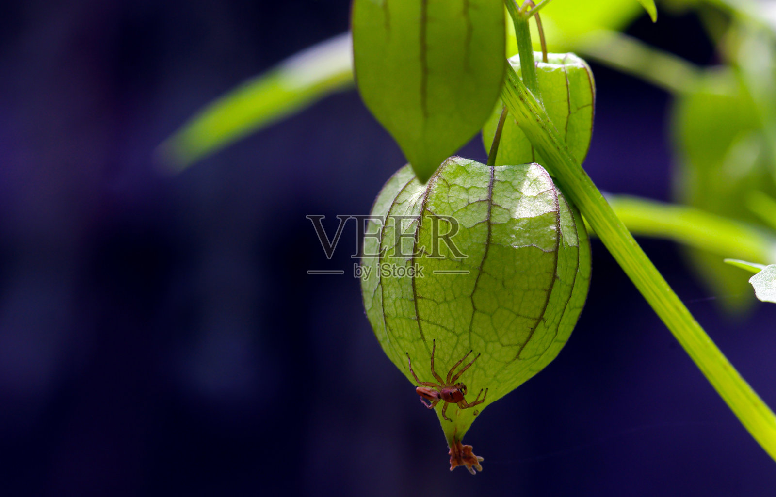Groundcherry (Physalis alkekengi),在印度尼西亚被称为Ceplukan或Ciplukan照片摄影图片