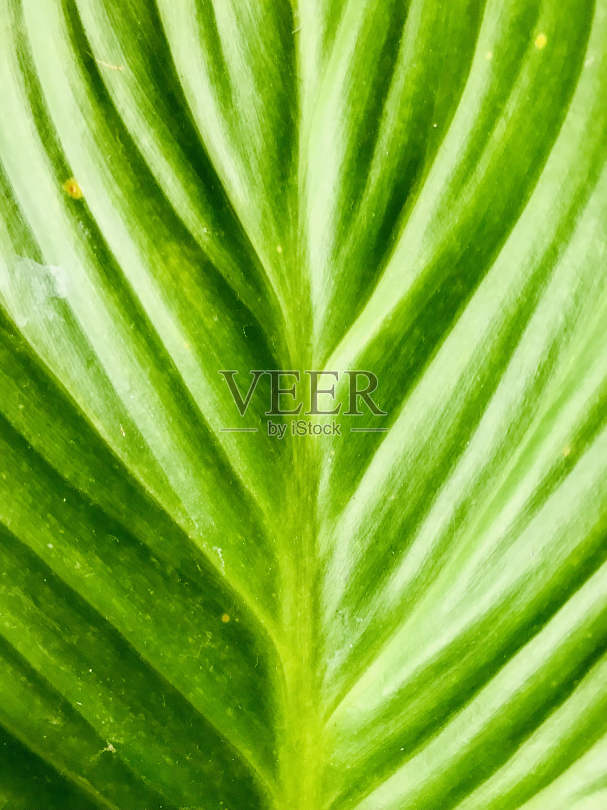 绿叶变形照片摄影图片