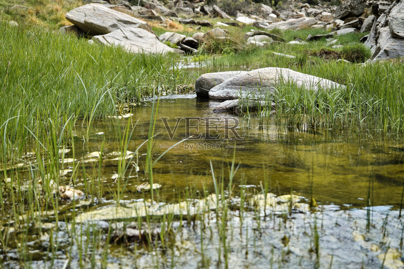 穿过河流,以树木为背景,照片摄影图片