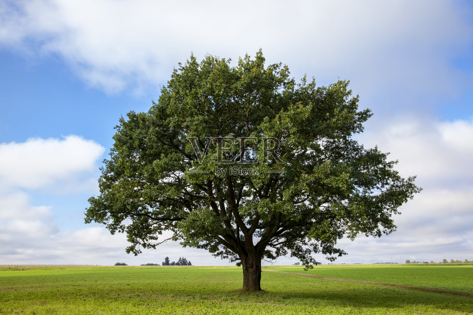 一棵长着绿色植物的大橡树照片摄影图片