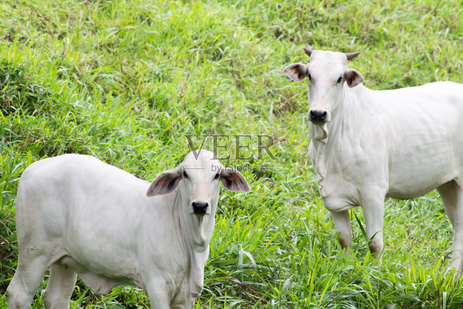 牧场照片摄影图片