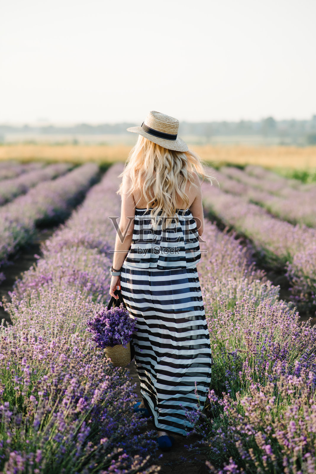 一个女人穿着裙子,戴着帽子,在夕阳下走在夏天的薰衣草地里。拿着薰衣草花篮的女孩。雌性在薰衣草的背景。法国,普罗旺斯。后视图。照片摄影图片