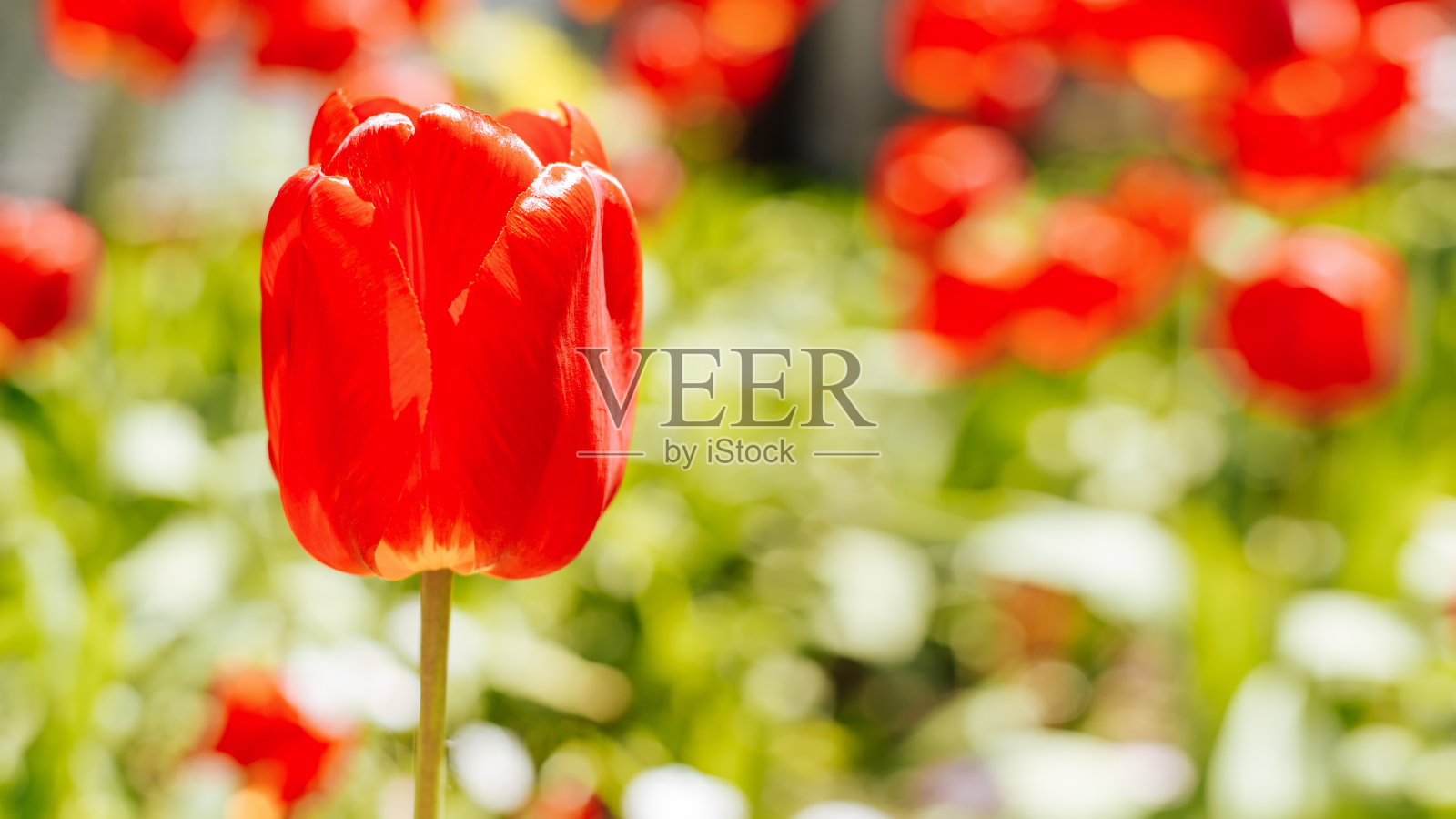 盛开的红色郁金香,在阳光明媚的日子在花园的花坛。春天的时光,美丽的大自然旗帜与拷贝空间。选择性软焦、散焦照片摄影图片