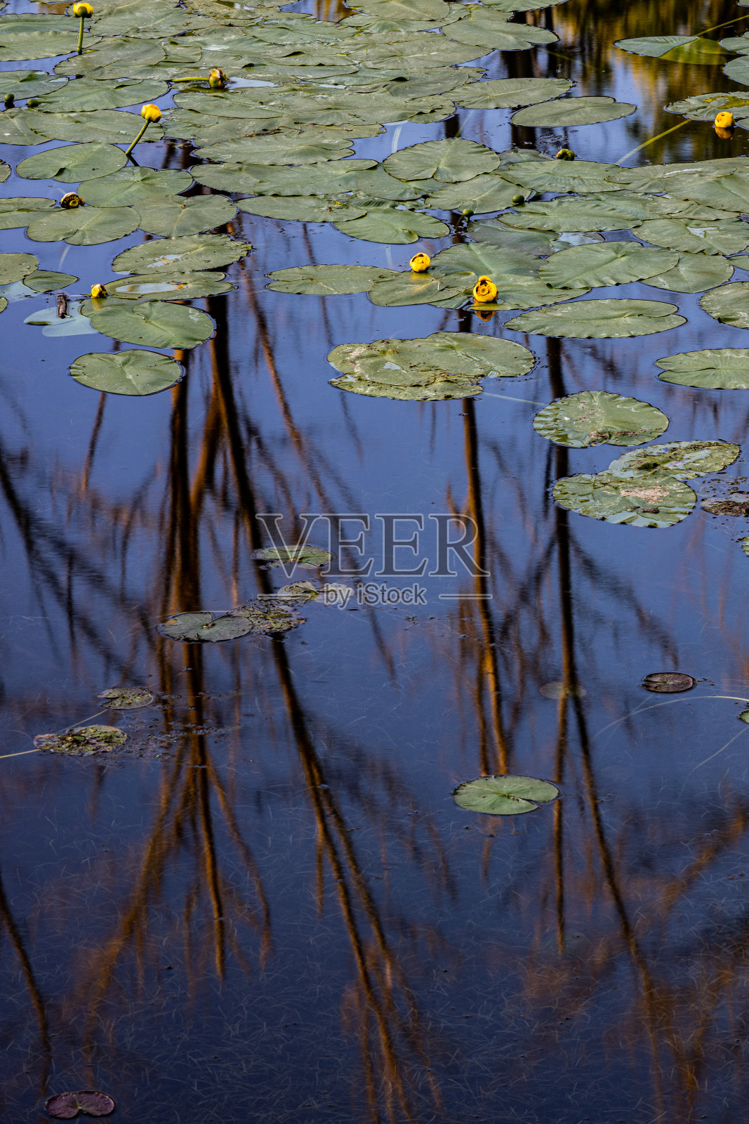 傍晚与睡莲照片摄影图片