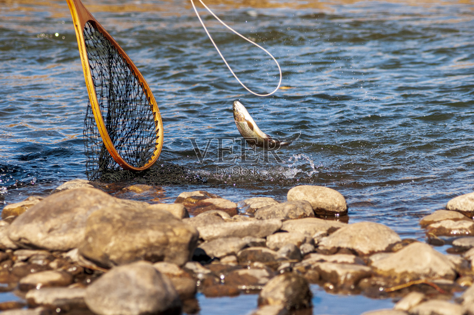 在南普拉特河钓鳟鱼照片摄影图片
