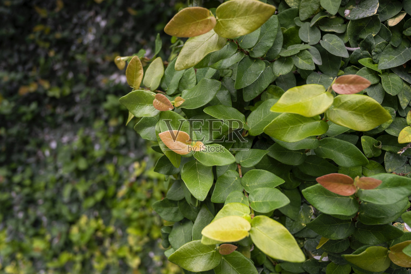 绿色的叶子照片摄影图片