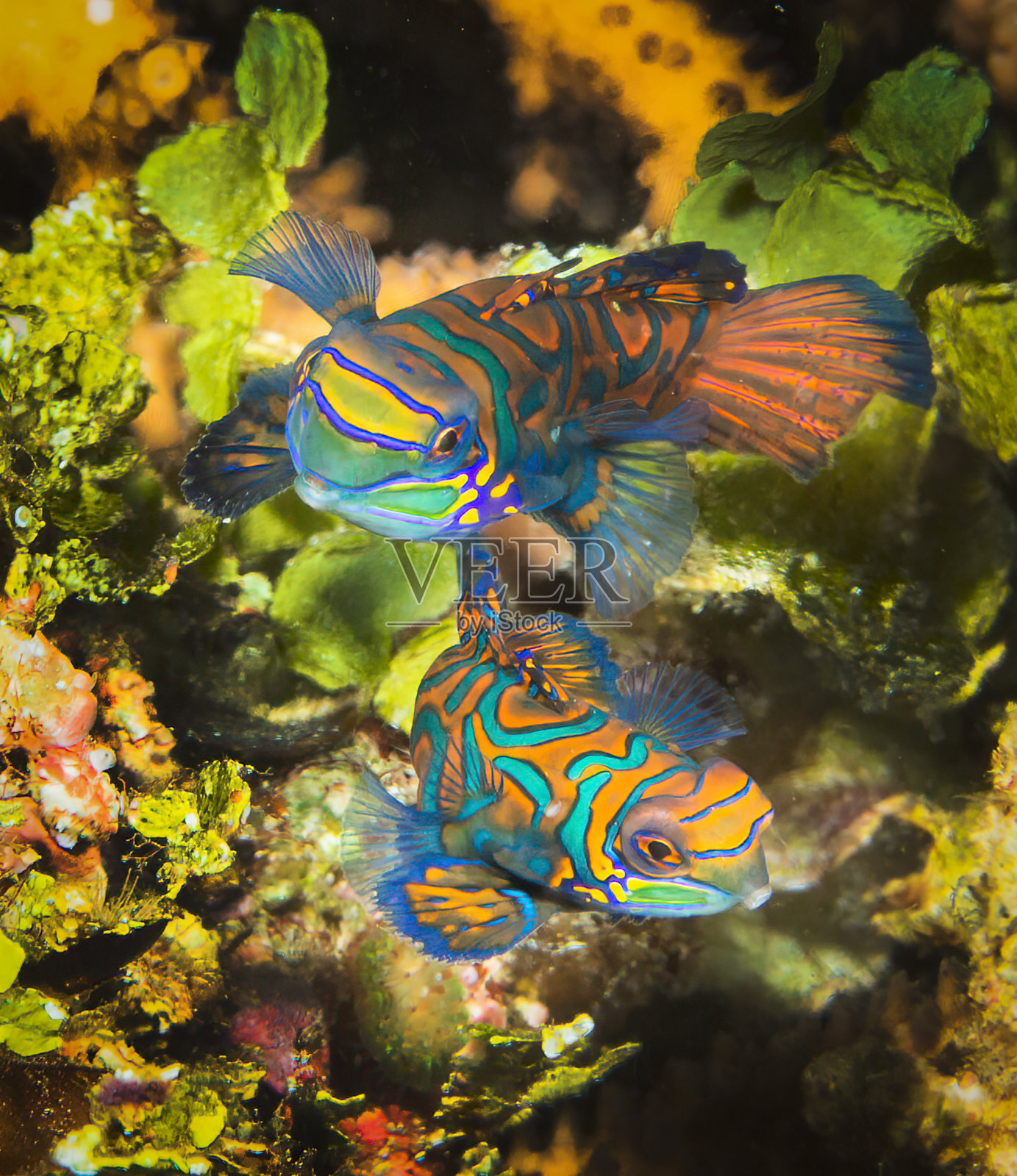 麒麟鱼照片摄影图片