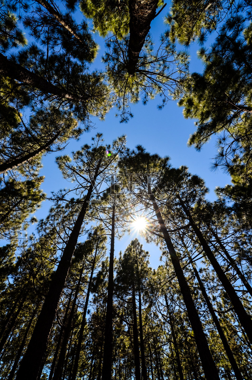 树木和天空,数码照片图片作为背景照片摄影图片