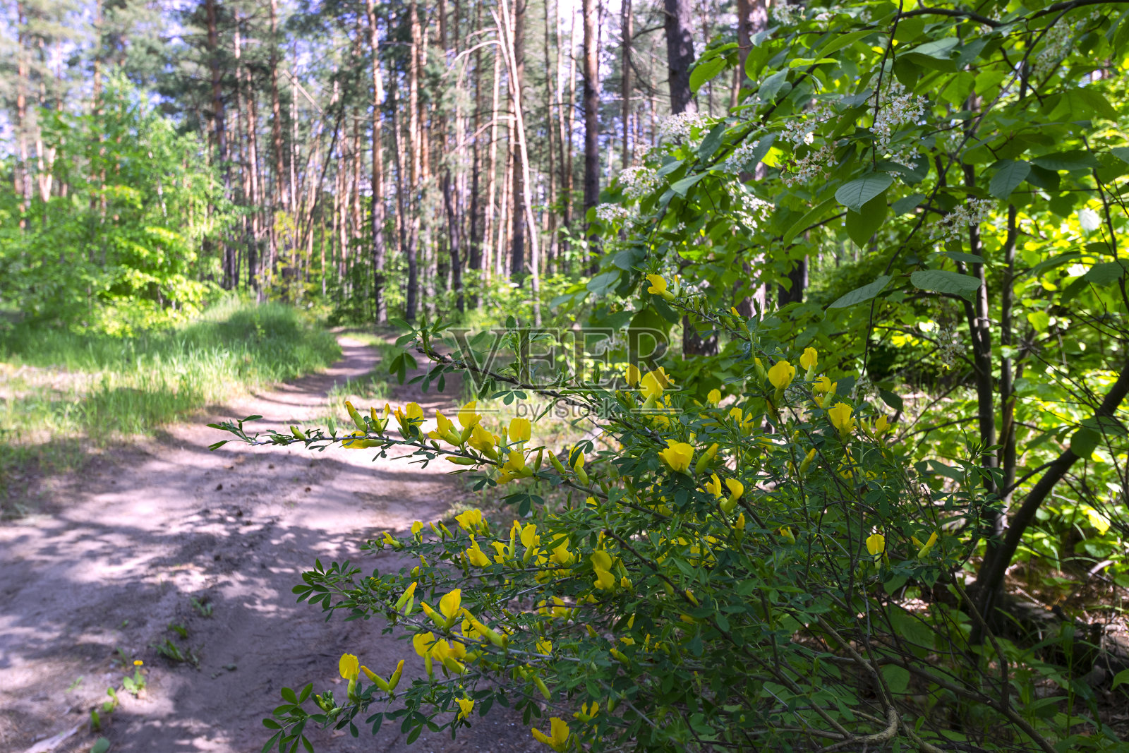 一个开花的金合欢灌木在一个离焦背景的沙质道路和松林照片摄影图片