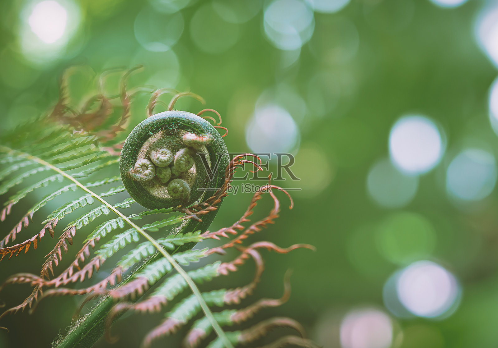 在植物园里通过干燥的叶子生长的蕨类植物的嫩芽在模糊的绿色背景上照片摄影图片