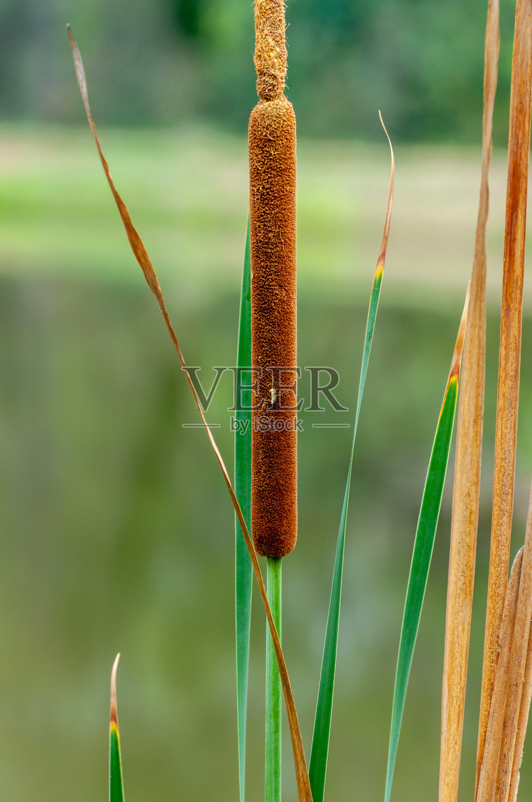 夏天湖边的香蒲照片摄影图片