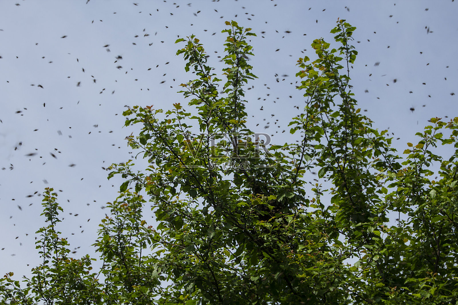 蜂群是蜜蜂繁殖的一个重要阶段。照片摄影图片
